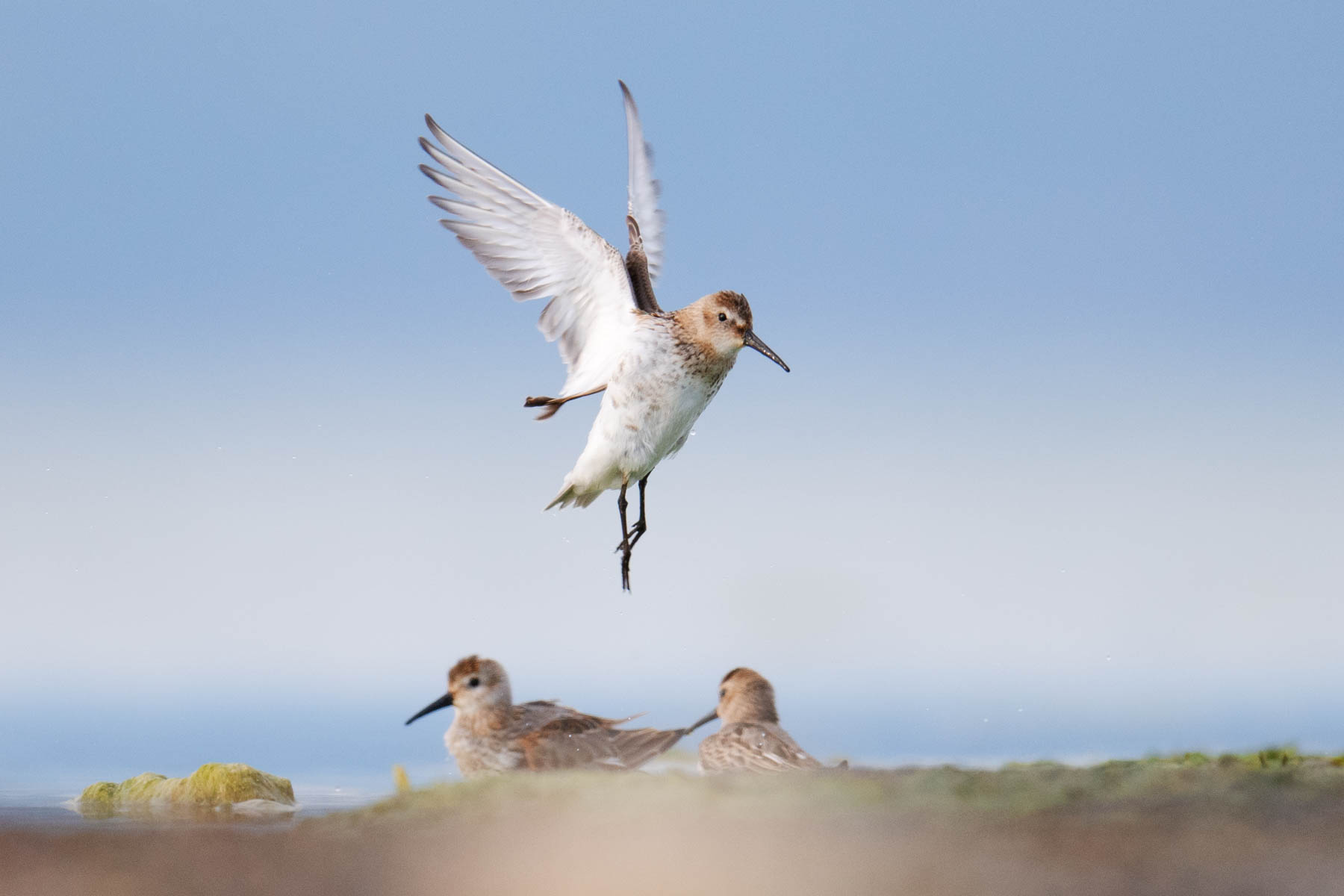 Piovanello pancianera (Calidris alpina)